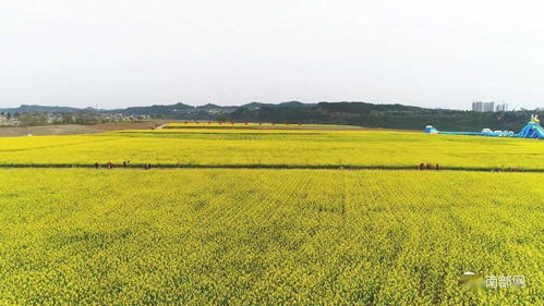 震撼！南部農(nóng)業(yè)播種現(xiàn)場展現(xiàn)科技魅力，網(wǎng)友驚呼 農(nóng)業(yè)已進入“未來模式”