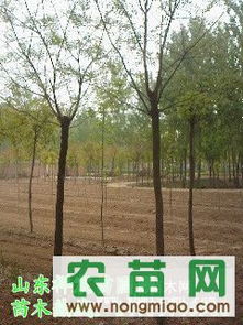 國槐熱銷市場探秘 8-10公分全冠土球國槐價格、廠商與選購指南