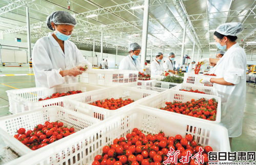 張掖戈壁農(nóng)業(yè) 昔日不毛地，今朝增收田