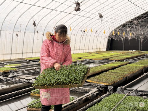 太白高山蔬菜 溯源大灣區的餐桌共鳴