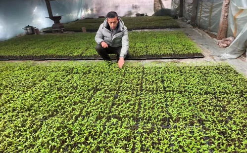 告別冬閑田，阿圖什農民在溫室里種出致富春