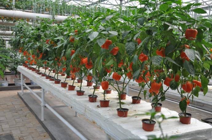 盆栽蔬菜種植技術(shù)培訓(xùn) 都市農(nóng)業(yè)的新篇章